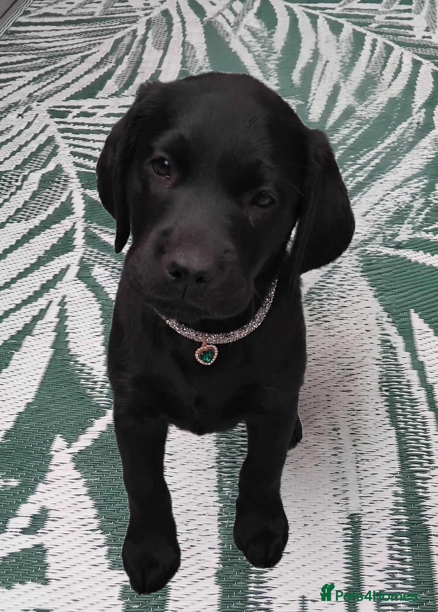 Labrador Retriever dogs 🐶 READY TO LEAVE NOW – KC BLACK LABRADORS ❤️ - Advert 14