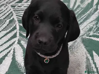 Labrador Retriever dogs 🐶 READY TO LEAVE NOW – KC BLACK LABRADORS ❤️ - Advert 14