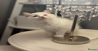 Ragdoll cats - Advert 10