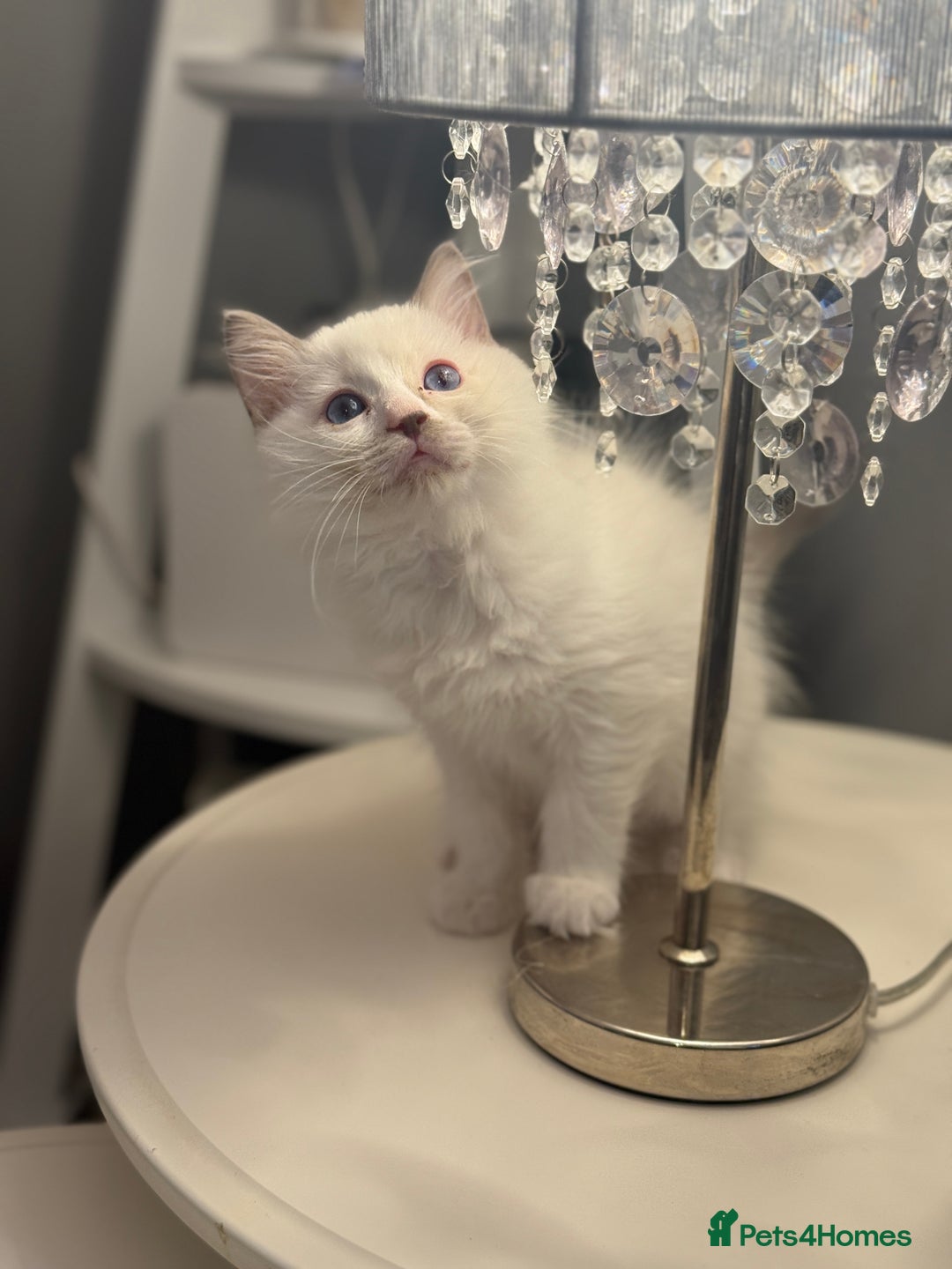 Ragdoll cats for sale: *** 3 Pure Ragdolls Kittens ready to leave *** - Image 3