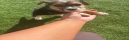 Jack Russell dogs for sale: Jack Russell cross terrier in March - Advert 5