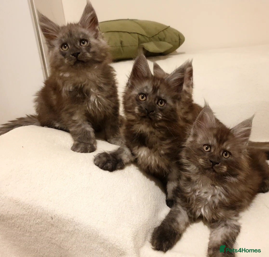 Maine Coon cats Maine coon kittens  - Advert 6