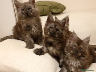 Maine Coon cats Maine coon kittens - Advert 6