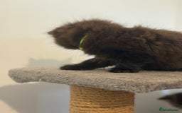 British Longhair cats for sale:  British longhair kittens 3 male 1 female  - Image 19