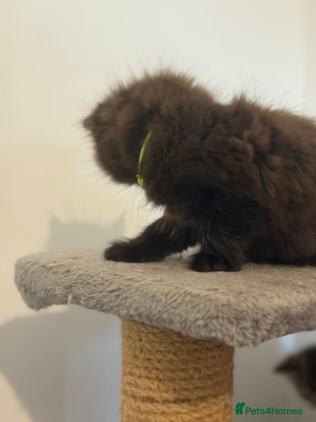 British Longhair cats for sale:  British longhair kittens 3 male 1 female  - Image 19