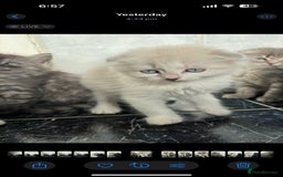 Scottish Fold cats for sale: Scottish fold kittens  - Image 13