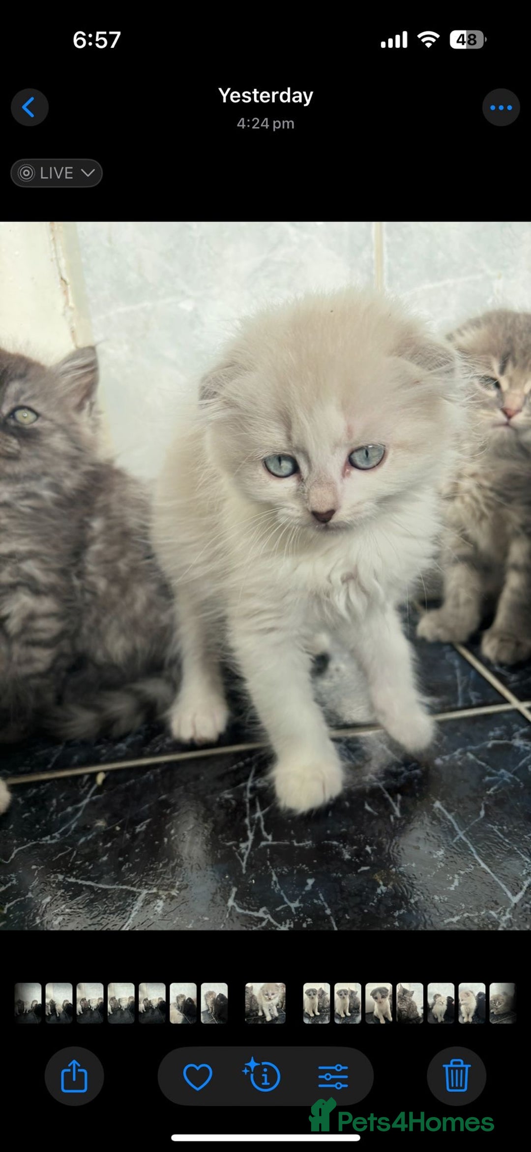 Scottish Fold cats for sale: Scottish fold kittens  - Image 13