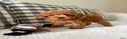 Cockapoo dogs for sale: Health tested cockapoo puppies  - Advert 13