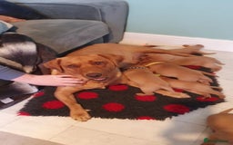 Labrador Retriever dogs for sale: KC Reg Fox-red Lab puppies, working type - Image 10