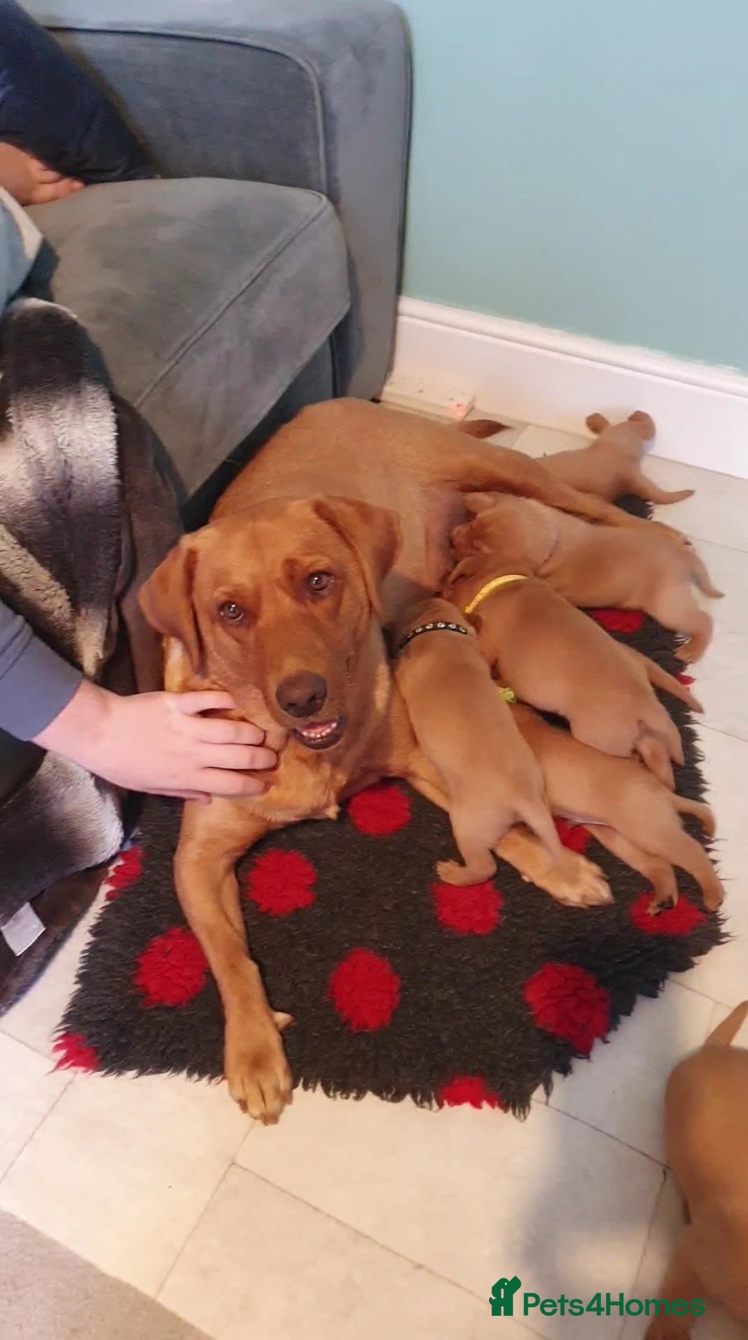 Labrador Retriever dogs for sale: KC Reg Fox-red Lab puppies, working type - Image 10