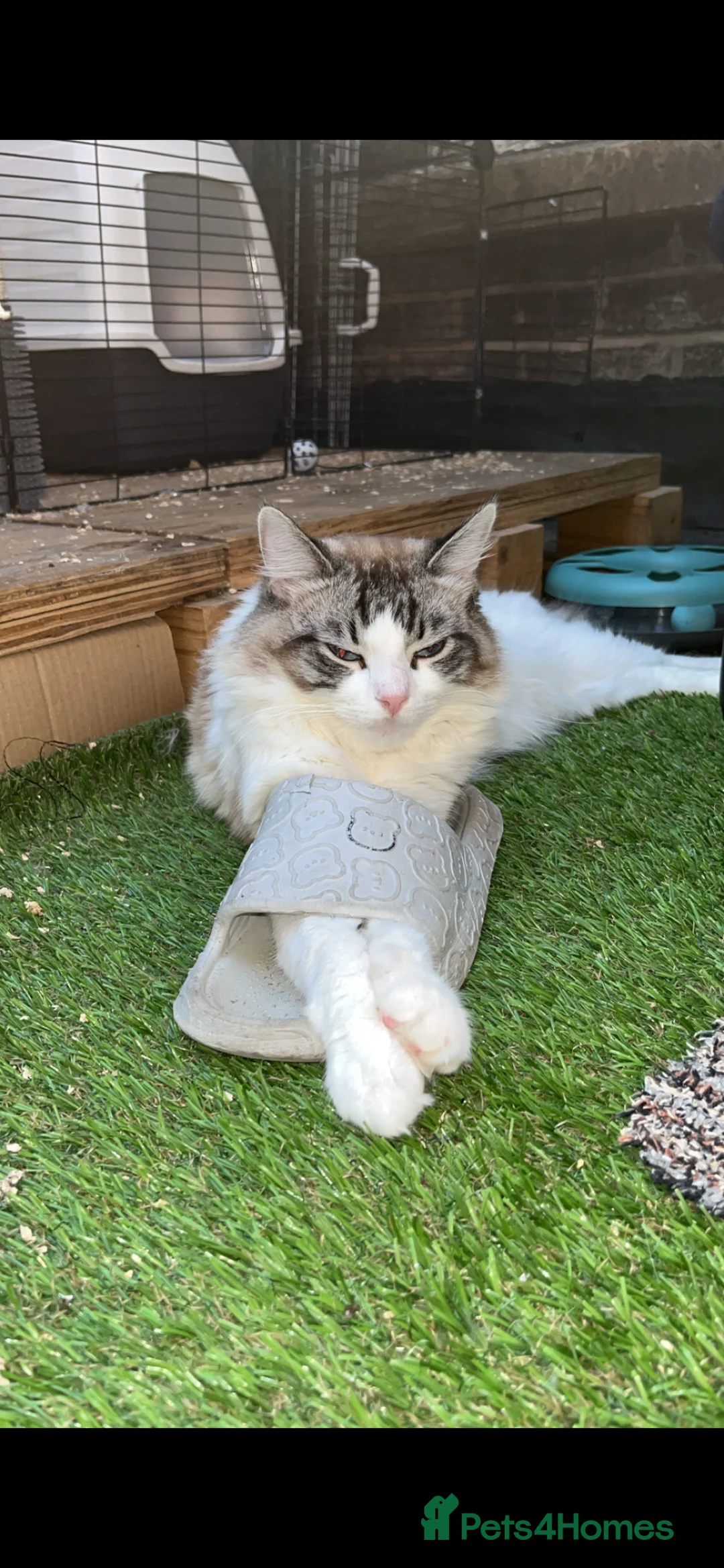 Ragdoll cats for sale: Beautiful Joey  - Advert 1