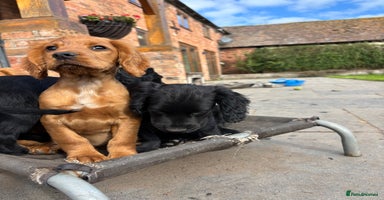 Cocker Spaniel dogs - Advert 4