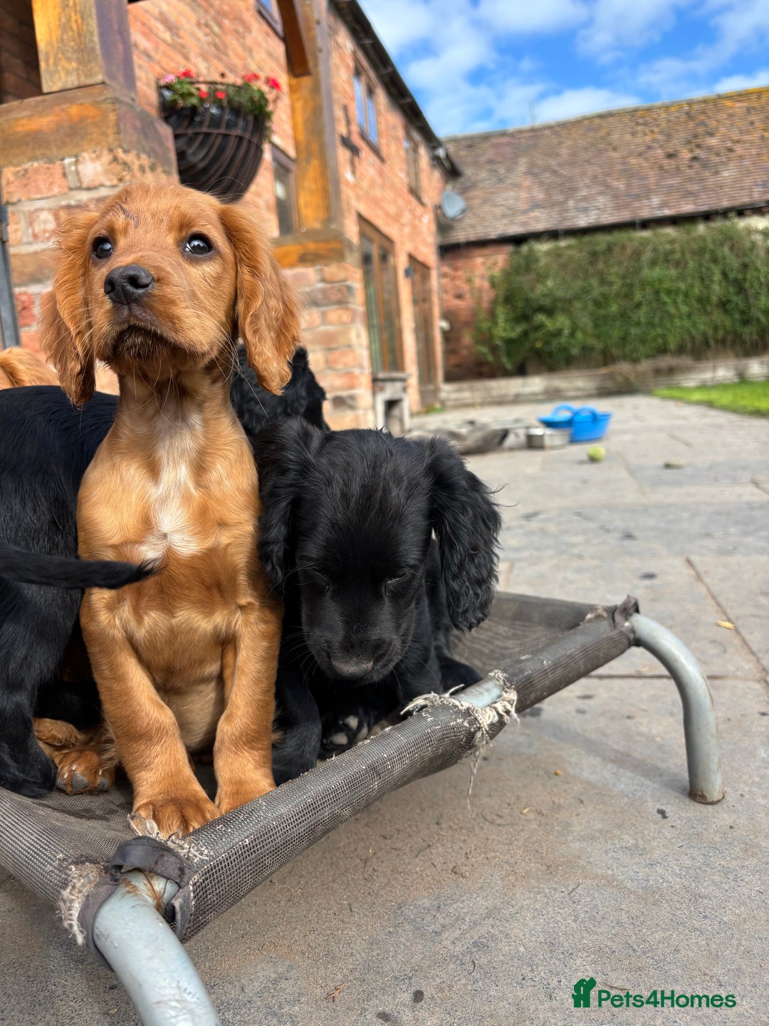 Cocker Spaniel dogs for sale: Beautiful Cocker Spaniel Puppies 🖤🧡 - Image 2