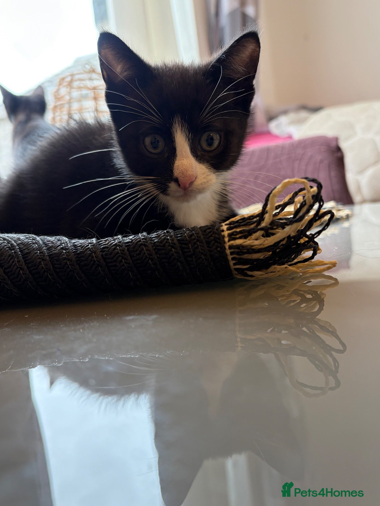 Mixed Breed cats Gorgeous kittens  - Advert 16