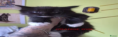 Mixed Breed 3
