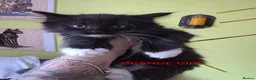 Mixed Breed cats for sale: Beauty litter of ragcoon -tuxedo cross  in Preston - Advert 8