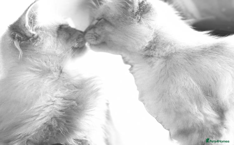 Siberian cats - Advert 4
