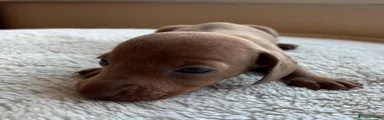 Dachshund 5