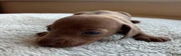 Dachshund dogs for sale: Standard Dachshund Puppies in Eye - Advert 8