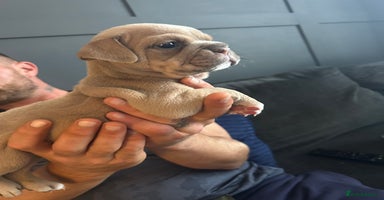 Mixed Breed dogs - Advert 2