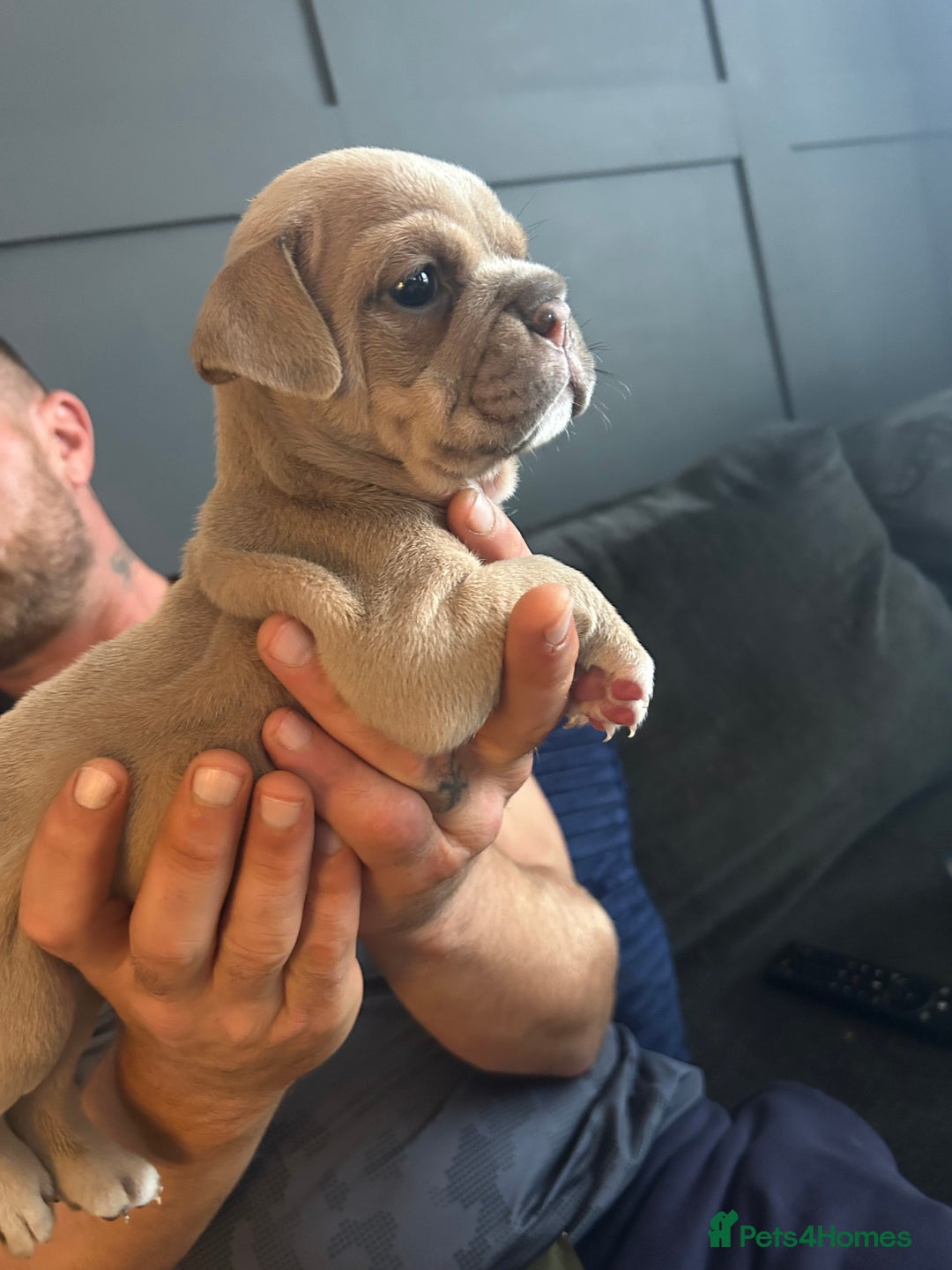 Mixed Breed dogs for sale: Bulldog puppy’s  - Image 10