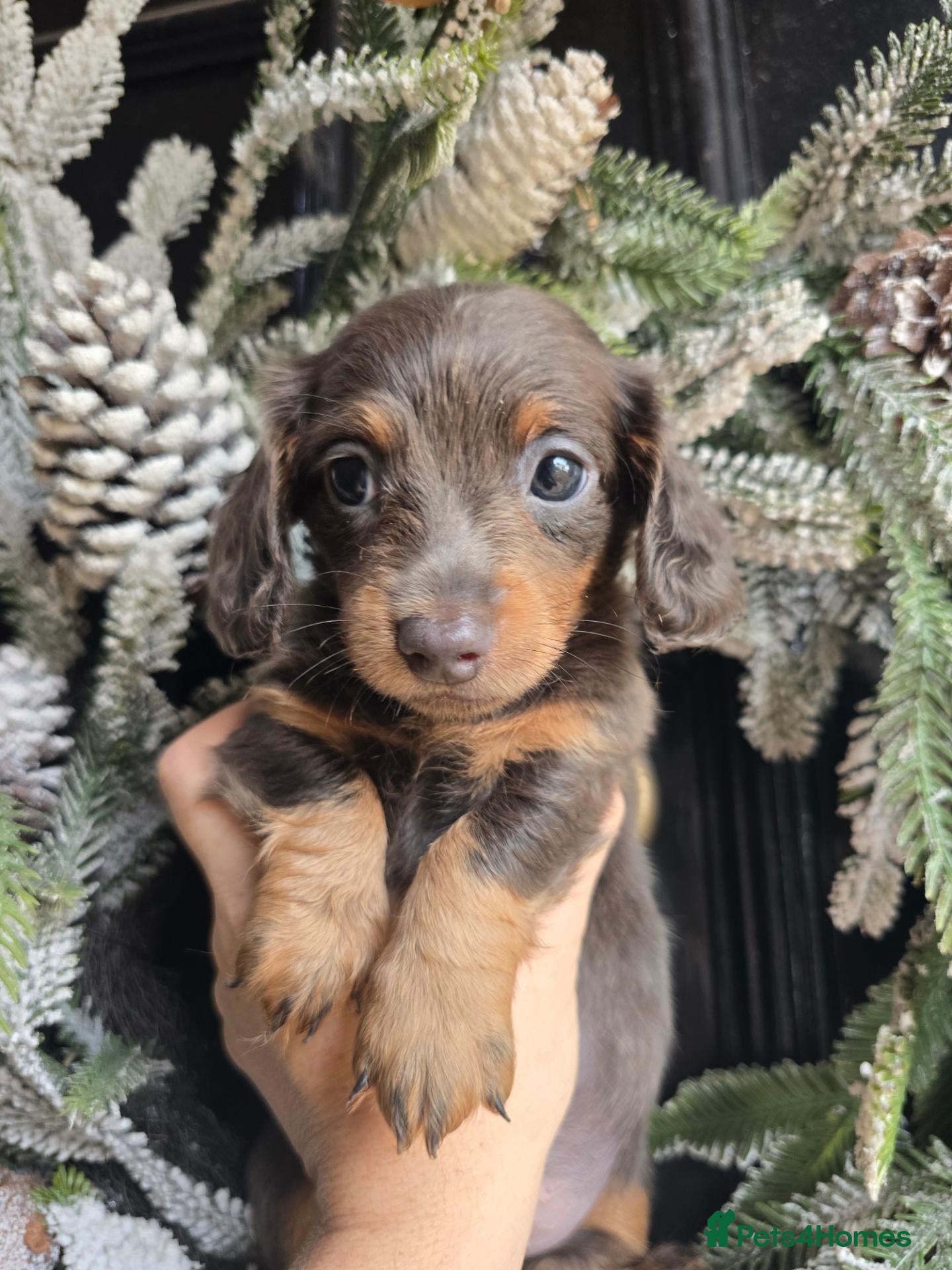 Miniature Dachshund dogs Adorable minature Dashounds - Advert 2