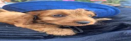 Cavapoo dogs for sale: F1 Cavapoos  - Advert 12