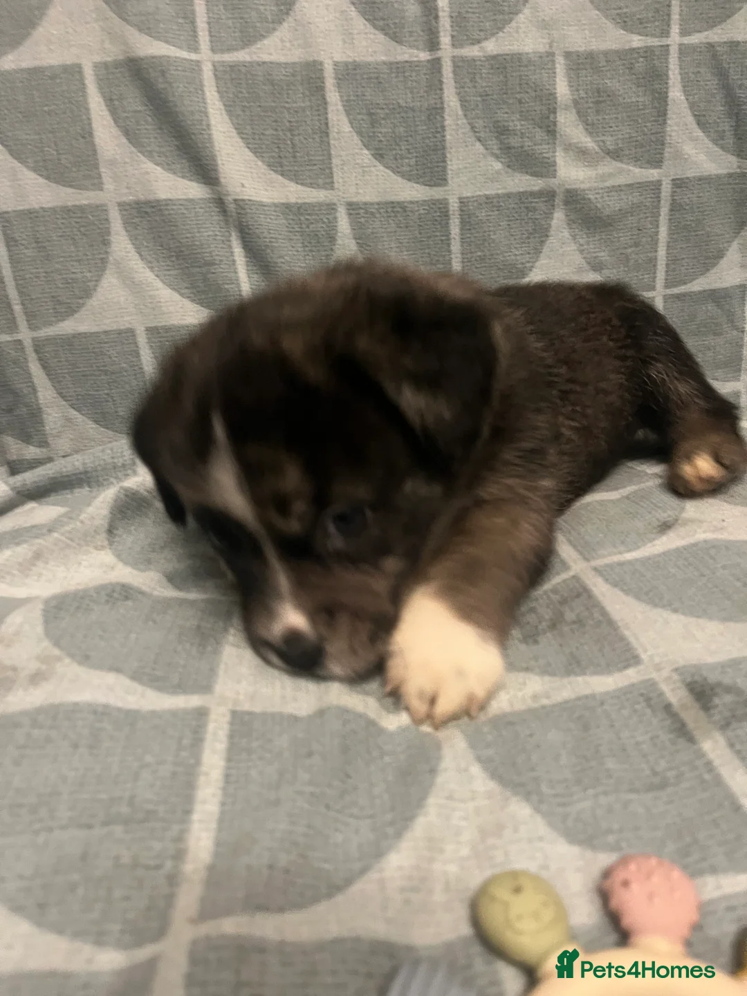 Mixed Breed dogs for sale: Beautiful Merle Caucasian corso - Advert 13