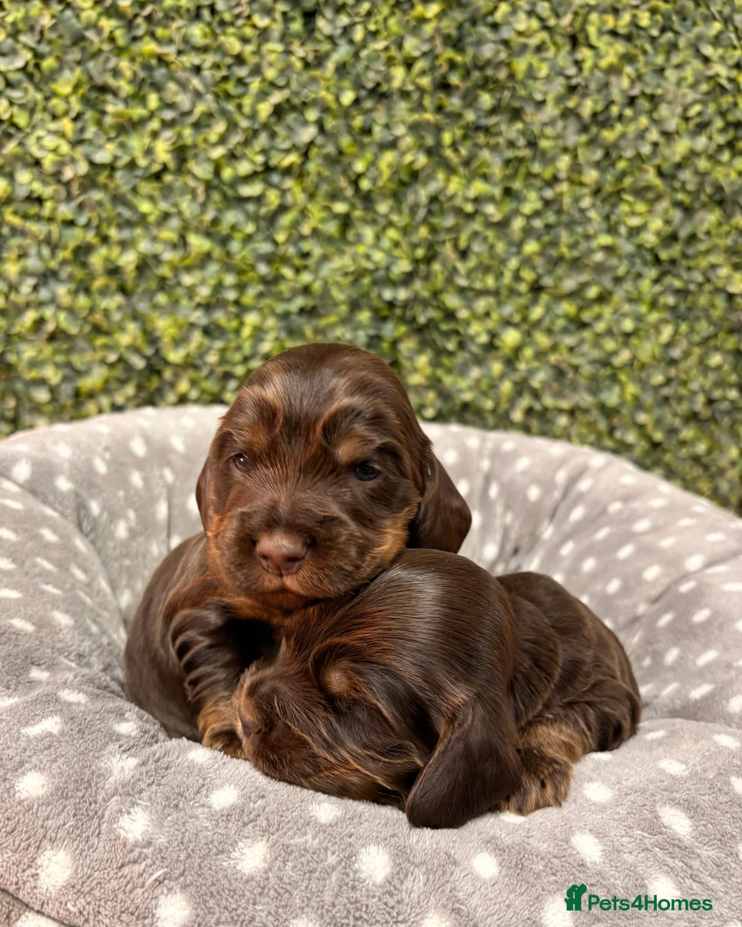 Cocker Spaniel dogs for sale: 🤎🧡 Show Cocker Spaniel Puppies For Sale - Advert 15