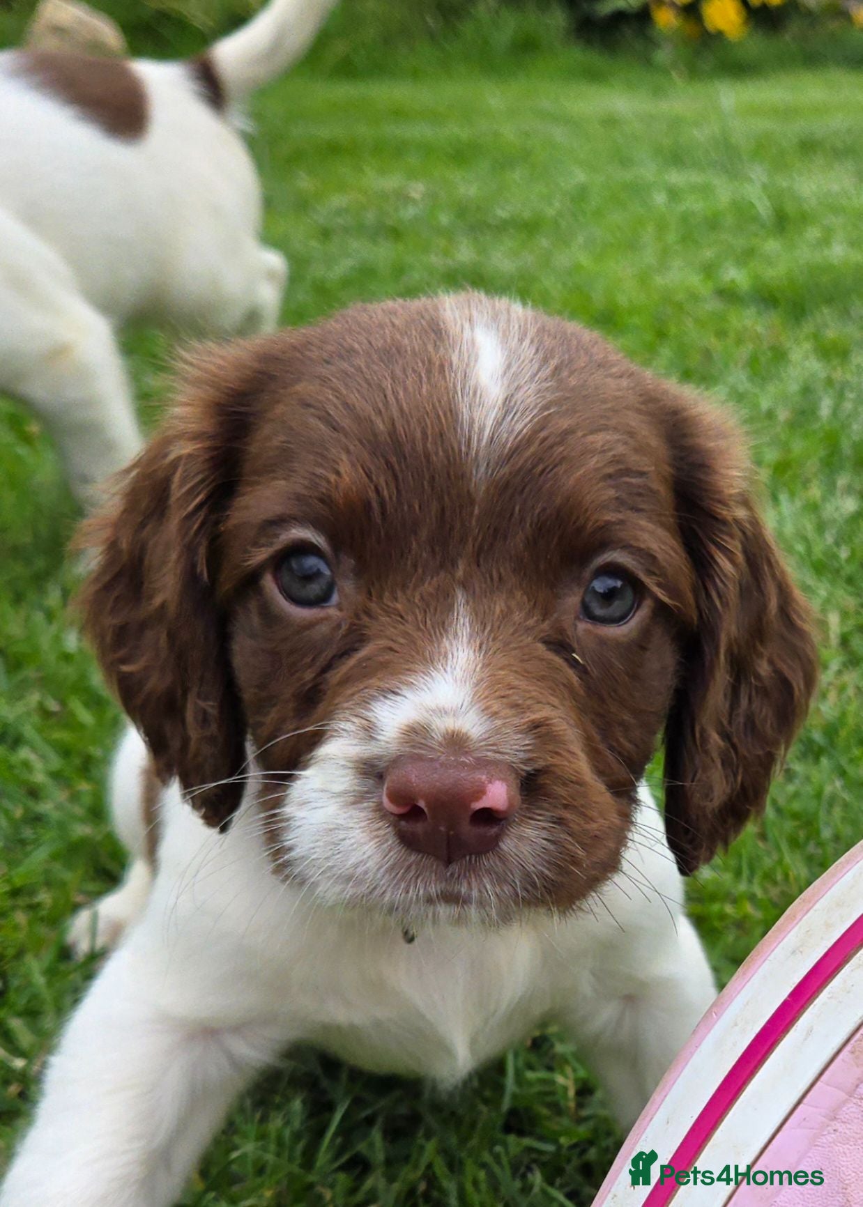English Springer Spaniel dogs Working English Springer Spaniel Pups - Advert 1
