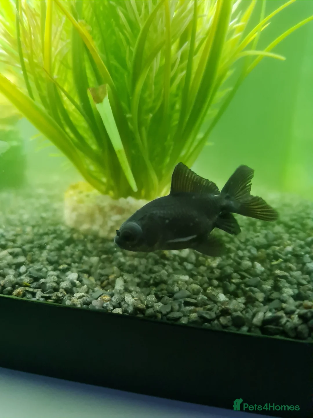 Fancy Goldfish fish for sale: 3 beautiful fancy goldfish  - Advert 4