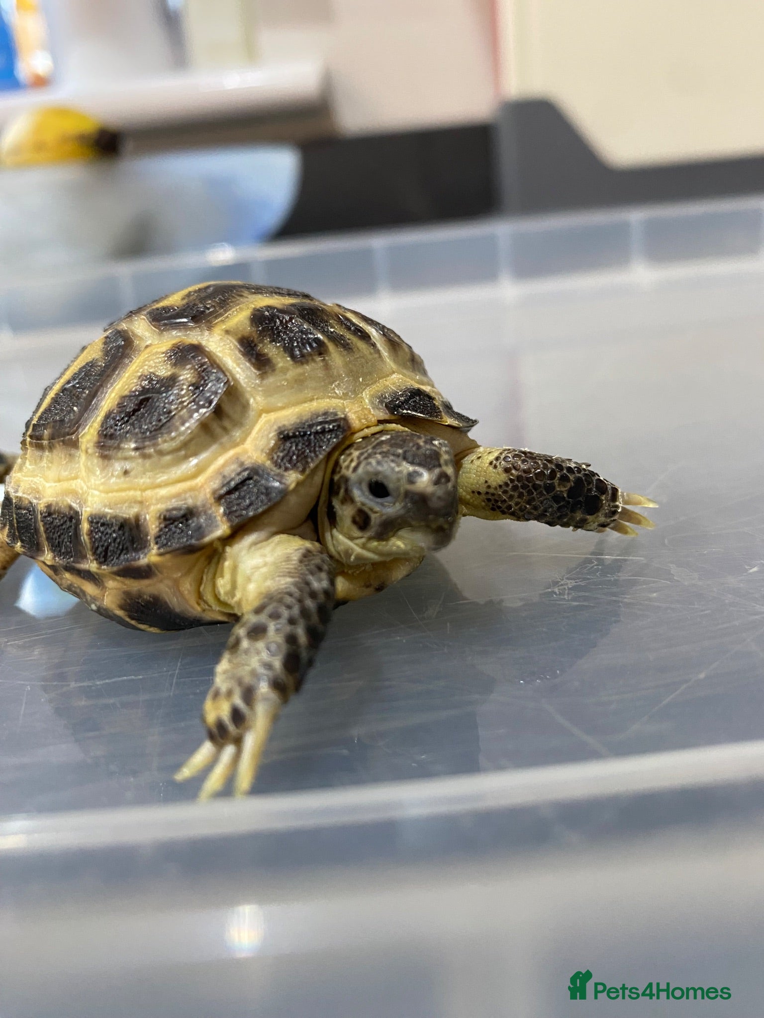 Tortoise reptiles Horsefield Tortoises  - Advert 6