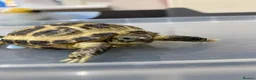 Tortoise reptiles for sale: Horsefield Tortoises  - Advert 1