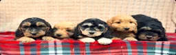 Cockapoo dogs for sale: STUNNING COCKAPOO PUPPIES READY NOW  - Advert 11