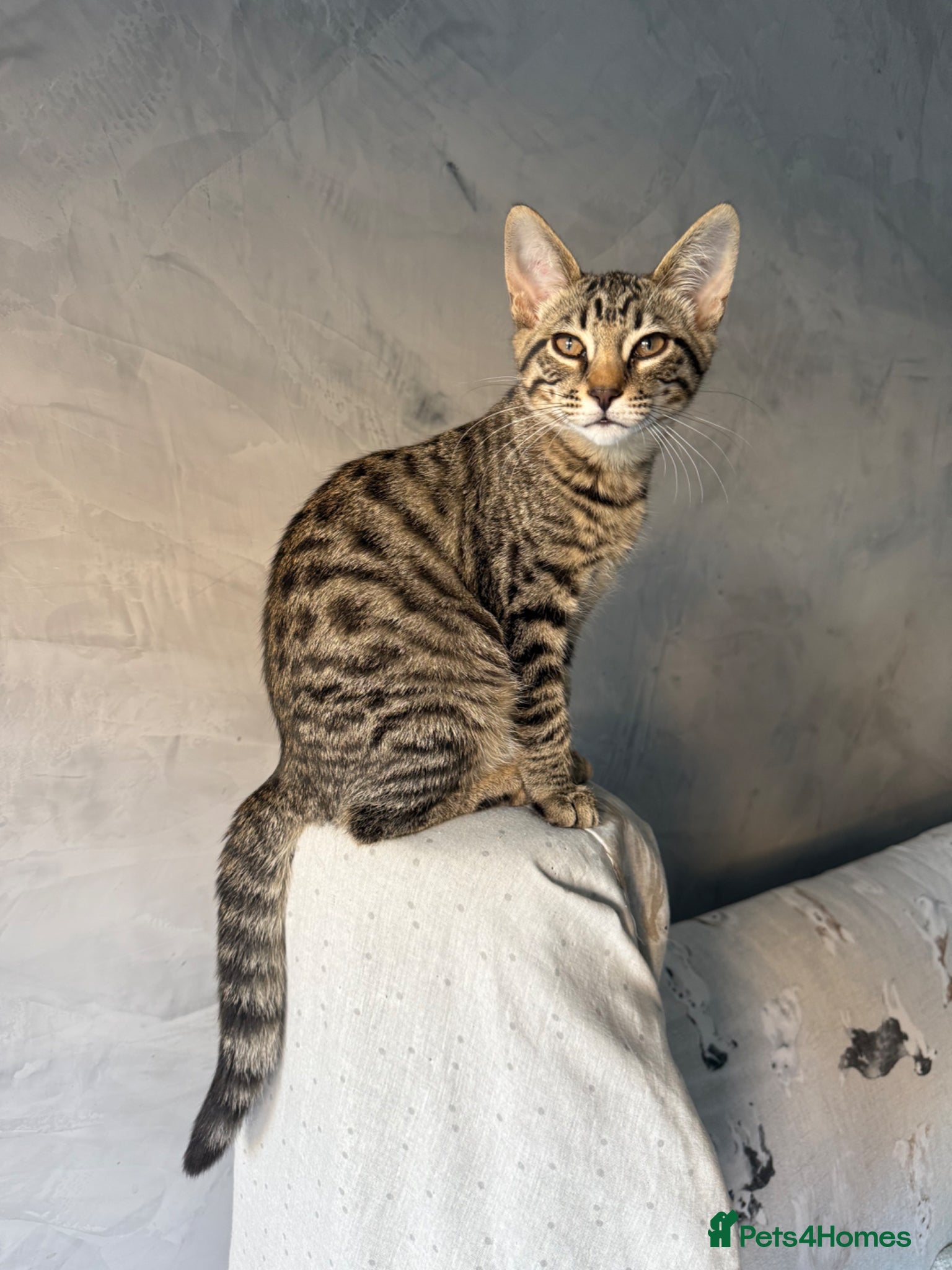 Savannah cats Beautiful Savannah kitten - Advert 18