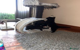 Mixed Breed cats for sale: Gorgeous kittens  - Image 3