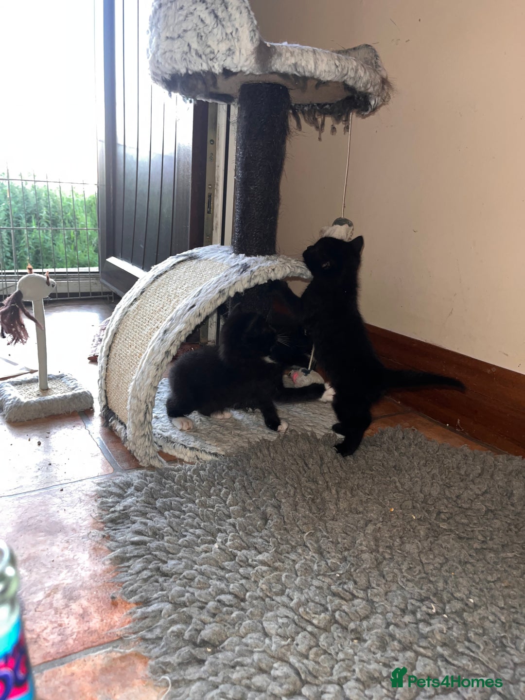 Mixed Breed cats for sale: Gorgeous kittens  - Image 3