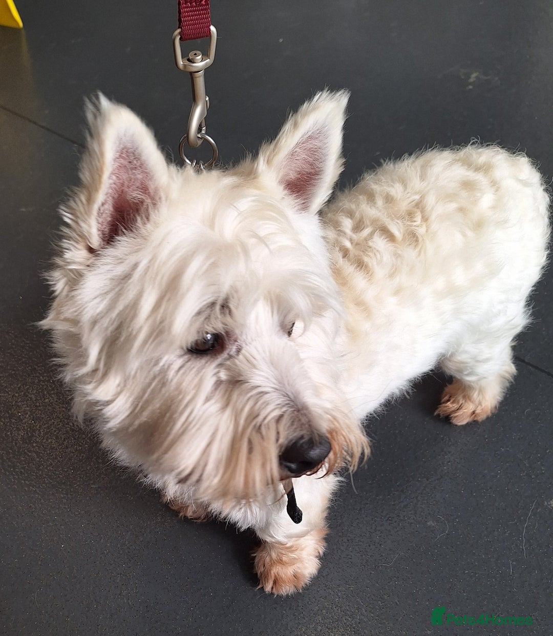 West Highland Terrier dogs for stud: For stud in Consett - Image 16