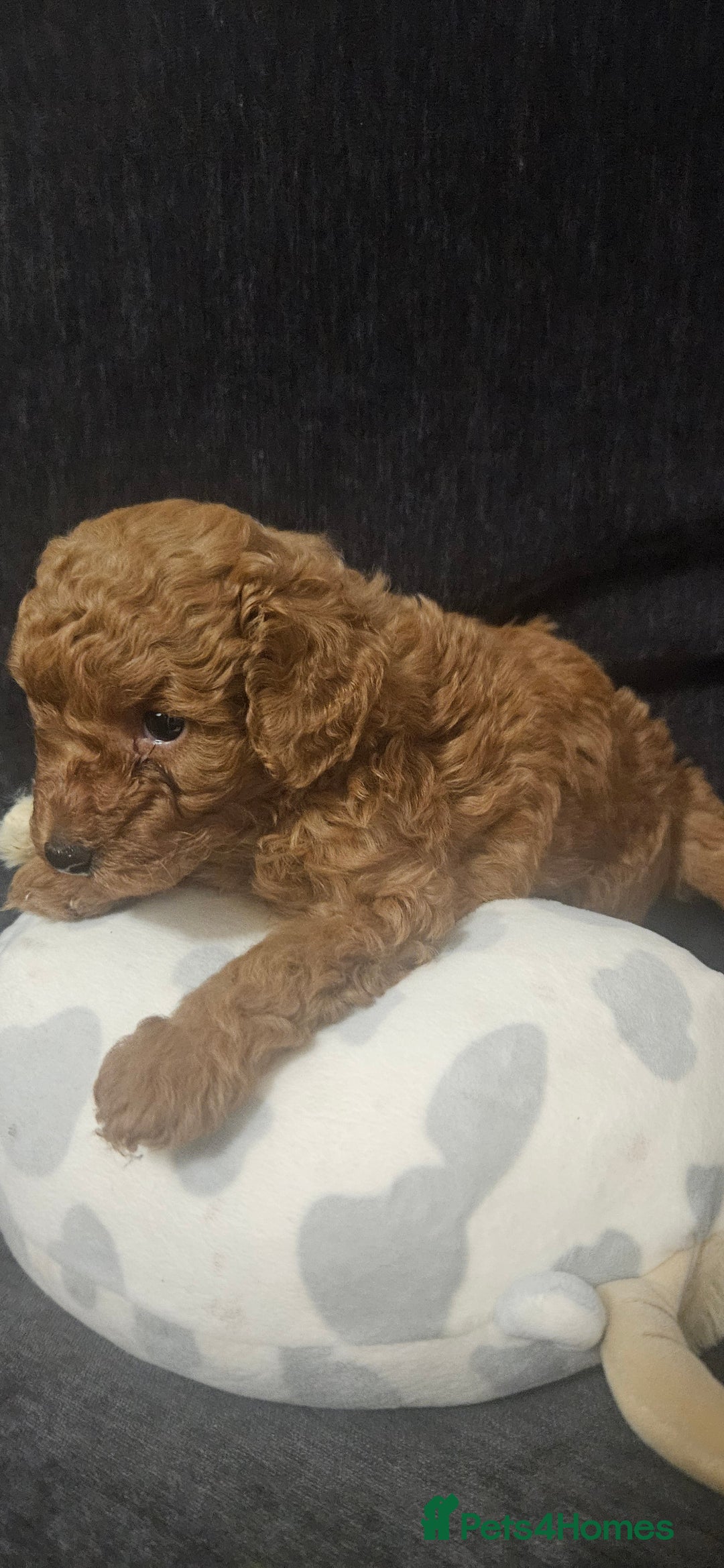 Toy Poodle dogs for sale: Deep red gorgeous Toy poodle boy - Image 3