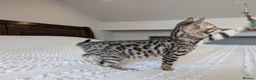 Bengal cats for sale: 🖤🩶🤍 BEAUTIFUL BENGAL KITTENS 🤍🩶🖤 - Advert 7