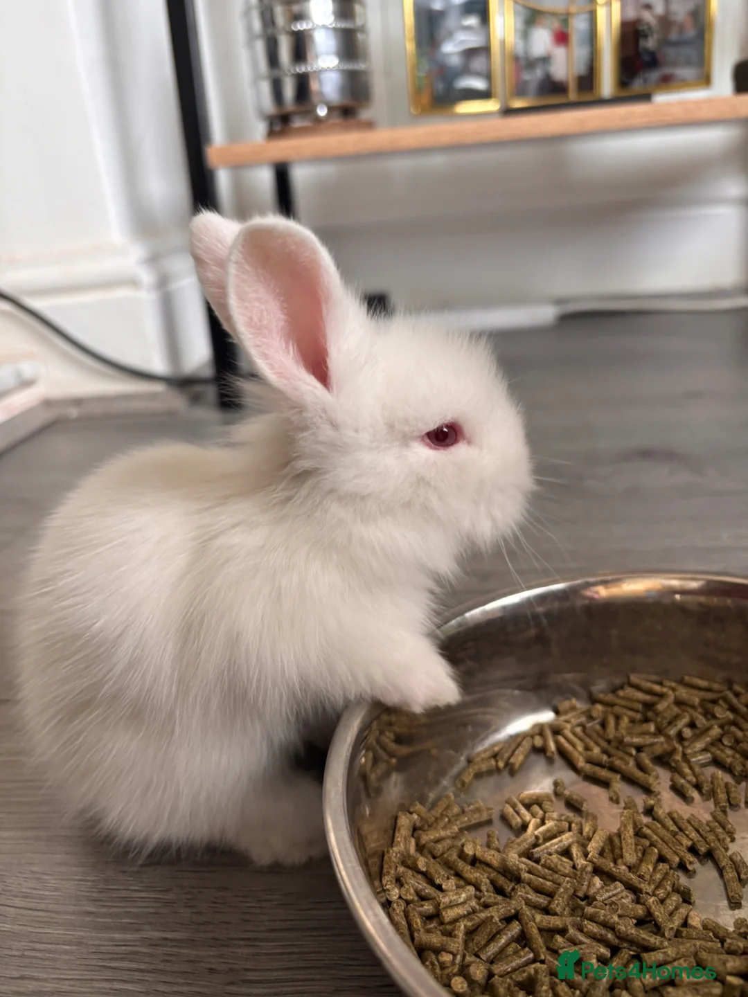 Lionhead rabbits for sale: Double mane lionhead  - Advert 2