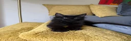 Maine Coon cats for sale: XXL kittens Tica ❤️ - Advert 14