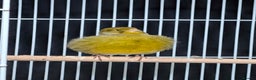 Canaries birds for sale: 1x Canary 1x Diamond Dove - Advert 1