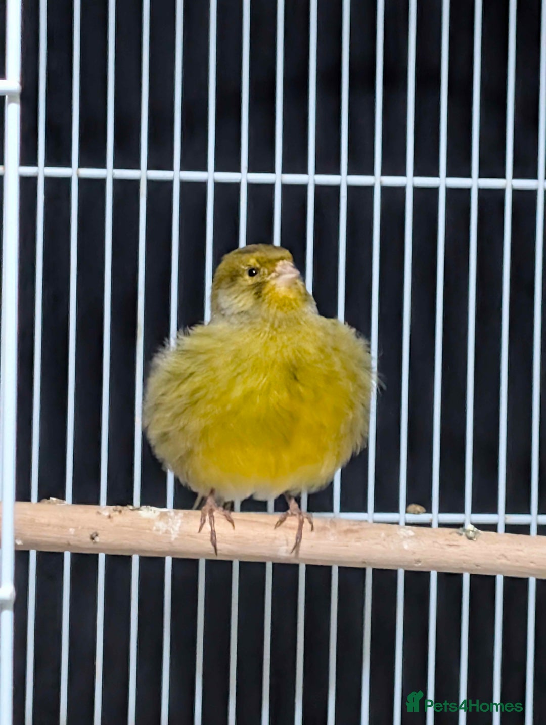 Canaries birds for sale: 1x Canary 1x Diamond Dove - Advert 1