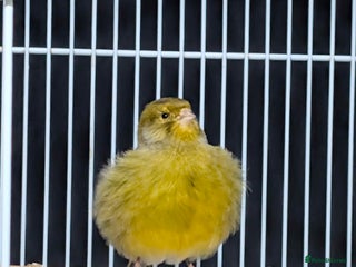 Canaries birds 1x Canary 1x Diamond Dove - Advert 1