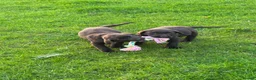 Labrador Retriever dogs for sale: Chocolate Labradors  - Advert 5