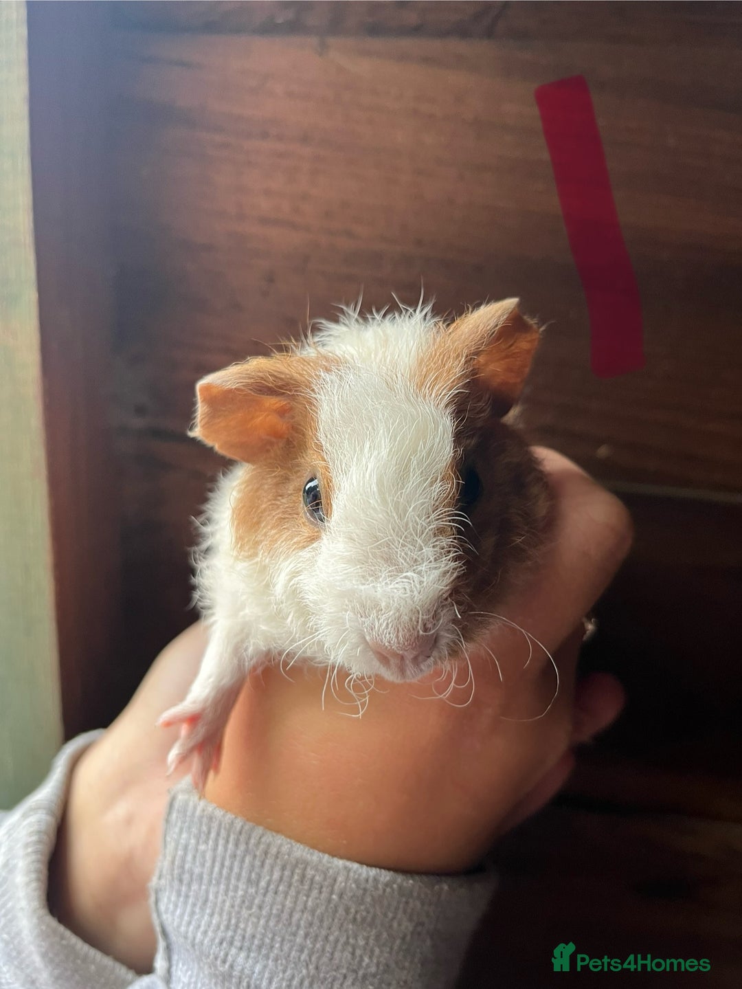 Guinea Pig rodents for sale: Gorgeous baby guinea pigs, various colours/coats  - Image 6