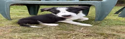 Border Collie dogs for sale: Border Collie puppies  - Advert 4