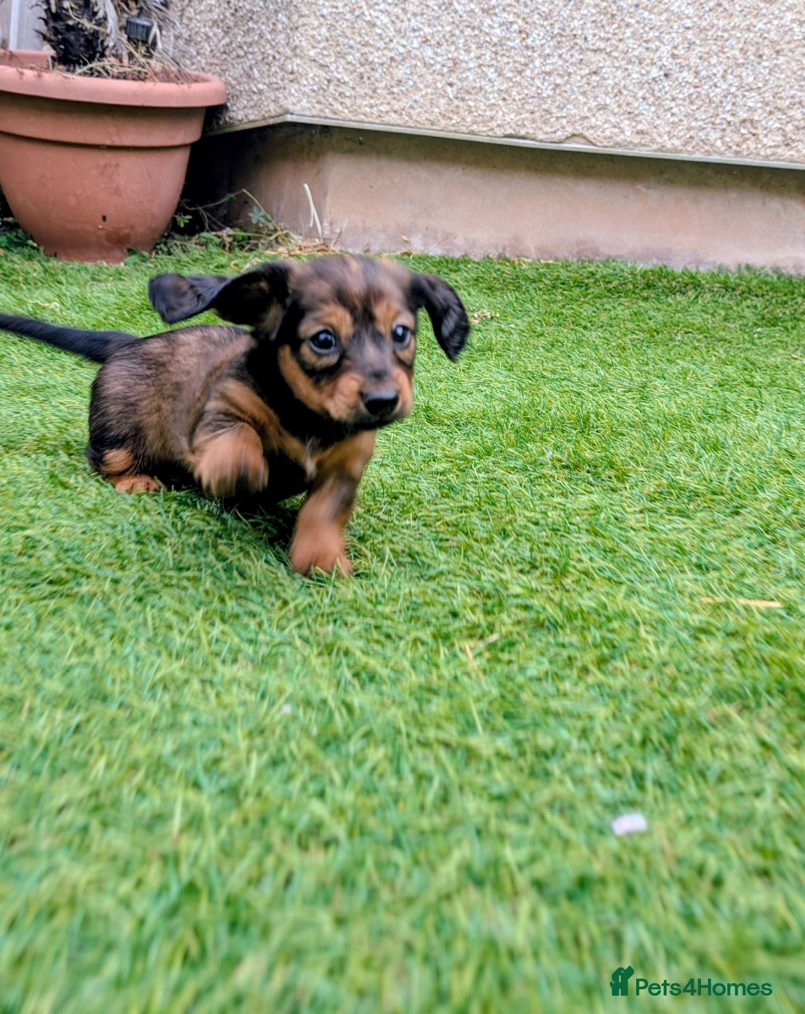 Miniature Dachshund dogs Ready this weekend  - Advert 1