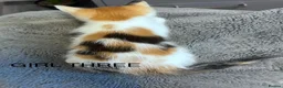 Maine Coon cats for sale: Kittens 7 weeks and ready to leave. 1/2 Maine coon in Eastbourne - Advert 8